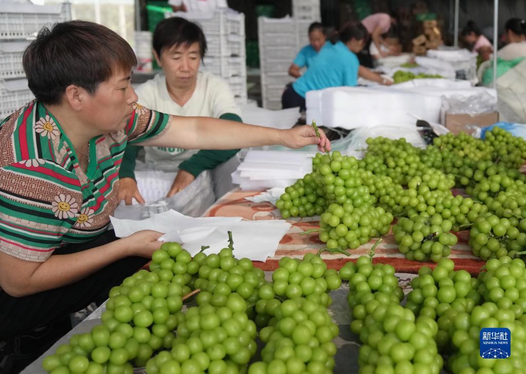 白菜网送彩金100可出款